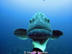 Large Grouper - Potato Bass coming to say hello on our sa... by Gary De Menezes 
